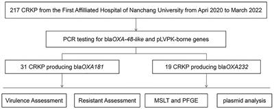 Isolation of Hv-CRKP with co-production of three carbapenemases (blaKPC, blaOXA-181 or OXA-232, and blaNDM-1) and a virulence plasmid: a study from a Chinese tertiary hospital